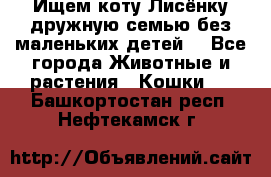 Ищем коту Лисёнку дружную семью без маленьких детей  - Все города Животные и растения » Кошки   . Башкортостан респ.,Нефтекамск г.